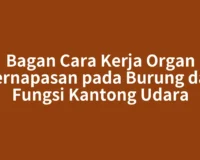 Bagan Cara Kerja Organ Pernapasan pada Burung dan Fungsi Kantong Udara