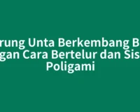 Burung Unta Berkembang Biak dengan Cara Bertelur dan Sistem Poligami
