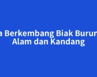 Cara Berkembang Biak Burung di Alam dan Kandang