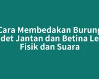 Cara Membedakan Burung Cendet Jantan dan Betina Lewat Fisik dan Suara
