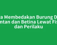 Cara Membedakan Burung Dara Jantan dan Betina Lewat Fisik dan Perilaku