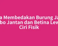 Cara Membedakan Burung Jalak Kebo Jantan dan Betina Lewat Ciri Fisik