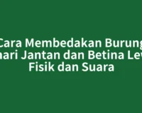Cara Membedakan Burung Kenari Jantan dan Betina Lewat Fisik dan Suara