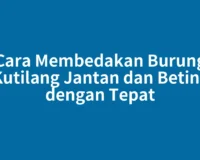 Cara Membedakan Burung Kutilang Jantan dan Betina dengan Tepat