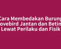 Cara Membedakan Burung Lovebird Jantan dan Betina Lewat Perilaku dan Fisik