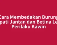 Cara Membedakan Burung Merpati Jantan dan Betina Lewat Perilaku Kawin
