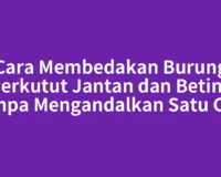 Cara Membedakan Burung Perkutut Jantan dan Betina tanpa Mengandalkan Satu Ciri