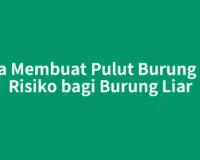 Cara Membuat Pulut Burung dan Risiko bagi Burung Liar