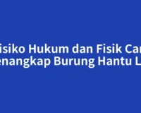Risiko Hukum dan Fisik Cara Menangkap Burung Hantu Liar