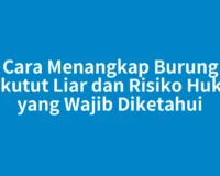 Cara Menangkap Burung Perkutut Liar dan Risiko Hukum yang Wajib Diketahui