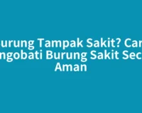 Burung Tampak Sakit? Cara Mengobati Burung Sakit Secara Aman