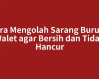 Cara Mengolah Sarang Burung Walet agar Bersih dan Tidak Hancur