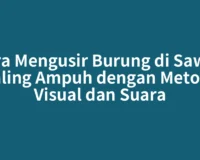 Cara Mengusir Burung di Sawah Paling Ampuh dengan Metode Visual dan Suara