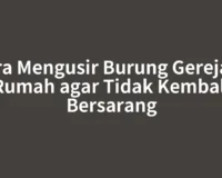Cara Mengusir Burung Gereja di Rumah agar Tidak Kembali Bersarang