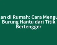 Aman di Rumah: Cara Mengusir Burung Hantu dari Titik Bertengger