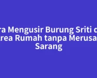 Cara Mengusir Burung Sriti dari Area Rumah tanpa Merusak Sarang