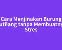 Cara Menjinakan Burung Kutilang tanpa Membuatnya Stres