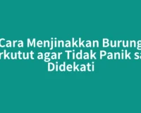 Cara Menjinakkan Burung Perkutut agar Tidak Panik saat Didekati