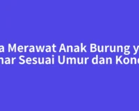 Cara Merawat Anak Burung yang Benar Sesuai Umur dan Kondisi