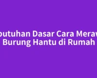 Kebutuhan Dasar Cara Merawat Burung Hantu di Rumah