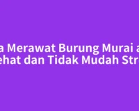 Cara Merawat Burung Murai agar Sehat dan Tidak Mudah Stres