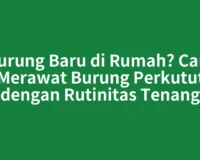 Burung Baru di Rumah? Cara Merawat Burung Perkutut dengan Rutinitas Tenang