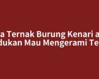 Cara Ternak Burung Kenari agar Indukan Mau Mengerami Telur