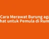 5 Cara Merawat Burung agar Sehat untuk Pemula di Rumah