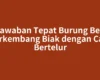 Jawaban Tepat Burung Beo Berkembang Biak dengan Cara Bertelur