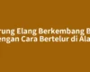 Burung Elang Berkembang Biak dengan Cara Bertelur di Alam