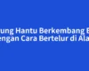 Burung Hantu Berkembang Biak dengan Cara Bertelur di Alam