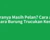 Suaranya Masih Pelan? Cara agar Suara Burung Trucukan Keras