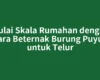 Mulai Skala Rumahan dengan Cara Beternak Burung Puyuh untuk Telur