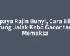 Supaya Rajin Bunyi, Cara Bikin Burung Jalak Kebo Gacor tanpa Memaksa