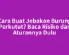 Cara Buat Jebakan Burung Perkutut? Baca Risiko dan Aturannya Dulu