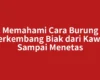 Memahami Cara Burung Berkembang Biak dari Kawin Sampai Menetas