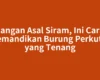 Jangan Asal Siram, Ini Cara Memandikan Burung Perkutut yang Tenang