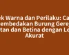Cek Warna dan Perilaku: Cara Membedakan Burung Gereja Jantan dan Betina dengan Lebih Akurat