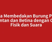 Cara Membedakan Burung Pleci Jantan dan Betina dengan Ciri Fisik dan Suara