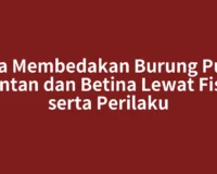 Cara Membedakan Burung Puter Jantan dan Betina Lewat Fisik serta Perilaku