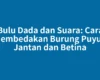 Bulu Dada dan Suara: Cara Membedakan Burung Puyuh Jantan dan Betina
