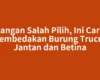 Jangan Salah Pilih, Ini Cara Membedakan Burung Trucuk Jantan dan Betina