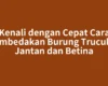 Kenali dengan Cepat Cara Membedakan Burung Trucukan Jantan dan Betina