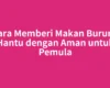 Cara Memberi Makan Burung Hantu dengan Aman untuk Pemula