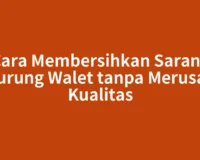 Cara Membersihkan Sarang Burung Walet tanpa Merusak Kualitas