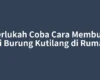 Perlukah Coba Cara Membuat Tali Burung Kutilang di Rumah?