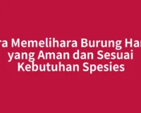 Cara Memelihara Burung Hantu yang Aman dan Sesuai Kebutuhan Spesies