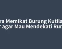 Cara Memikat Burung Kutilang Liar agar Mau Mendekati Rumah