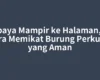 Supaya Mampir ke Halaman, Ini Cara Memikat Burung Perkutut yang Aman