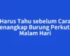 Harus Tahu sebelum Cara Menangkap Burung Perkutut Malam Hari